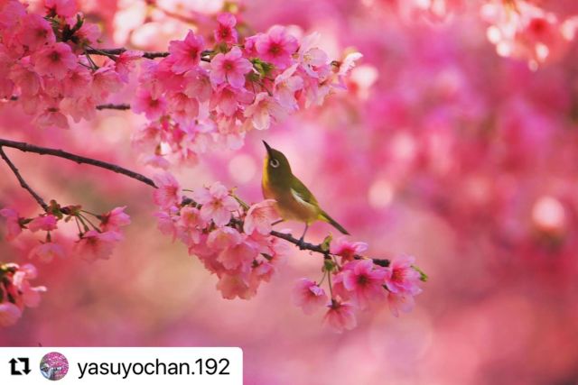 はにわ館横のヨウコウザクラ(陽光桜）が見頃です。
.
ヨウコウザクラはアマギヨシノとカンヒザクラとの交配種。
紅色で一重の花を咲かせます。
.
写真🤳@yasuyochan.192 ✨
.
#宮崎県　#宮崎市
#平和台公園　#miyazakicity 
#陽光桜　#陽光桜が満開 
#はにわ館　#桜の季節