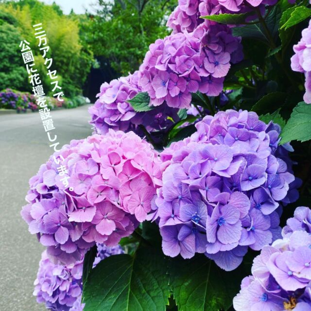 塔前の紫陽花も綺麗に
咲いています。...☂️💐
.
#平和台公園
#紫陽花
#エコ活動　#緑を増やそう
#宮崎県　#宮崎市
#miyazaki_city 
#九州　#鹿児島　#熊本
#大分