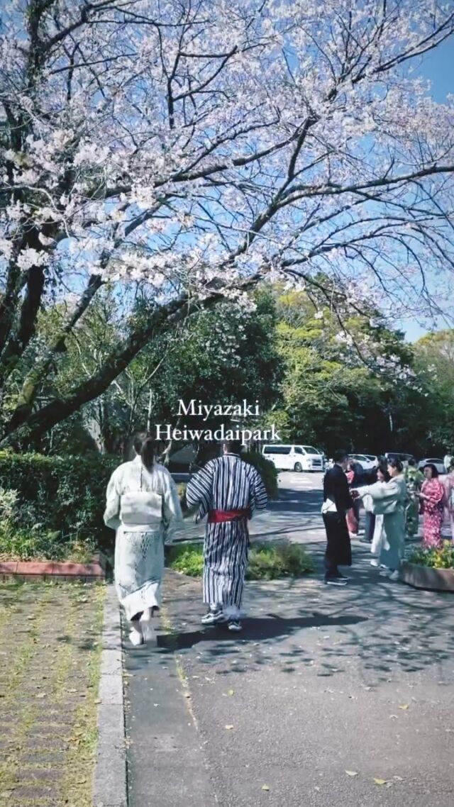 園内のソメイヨシノが見頃をむかえています。（第3駐車場付近がおすすめ🌸）
.
年度末、忙しく過ごされている方も多いと思います。
休日は公園の自然に包まれて、リフレッシュしてみてはいかがでしょうか🌸
（なかなか第3駐車場側の桜の様子を撮りに行けず、散ってしまった白木蓮、陽光桜の動画を付け足しています。🙇‍♀️）
.
#県立平和台公園
#heiwadaipark 
#miyazakicity  #九州
#ソメイヨシノ　#桜
#cherryblossom  #igflowers 
#flowers  #japón