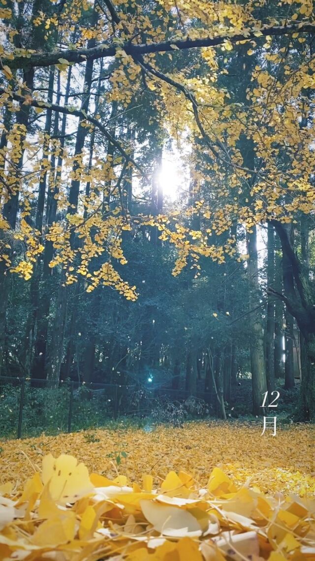 風の強い日。
はにわ館横のイチョウが綺麗でした。
（スタッフ的には朝がおすすめかな🤔）
.
#平和台公園
#heiwadaipark 
#宮崎県　#宮崎市
#九州　#miyazaki_colors 
#miyazaki_city  #flowerstagram 
#公園　#散歩道  #散歩写真 
#イチョウ　#自然