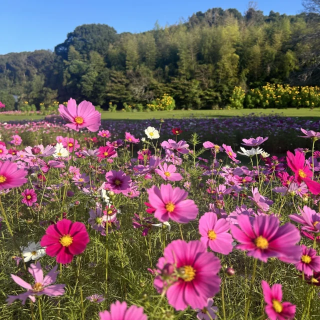 平和台公園大花壇のコスモスと皇帝ヒマワリが見頃を迎えています。
奥に見える黄色いお花が皇帝ヒマワリです。
ぜひ平和台公園で秋のひと時をお過ごしください。  #平和台公園
#宮崎県　#宮崎市
#ダリア　#ビデンス
#ガーデニング　#宮崎市イベント
#花のある暮らし
#緑のある暮らし
#miyazaki_colors
#kyushu 
#美しい宮崎づくり