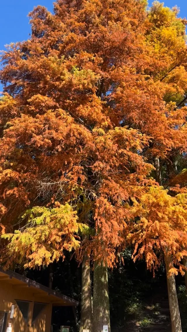 .
ラクウショウが色づいています。
池畔広場と新池付近がちょうど見頃です🍂
ぜひお立ち寄りください🍁
#宮崎県 #宮崎市 #平和台公園 
#ラクウショウ #落羽松