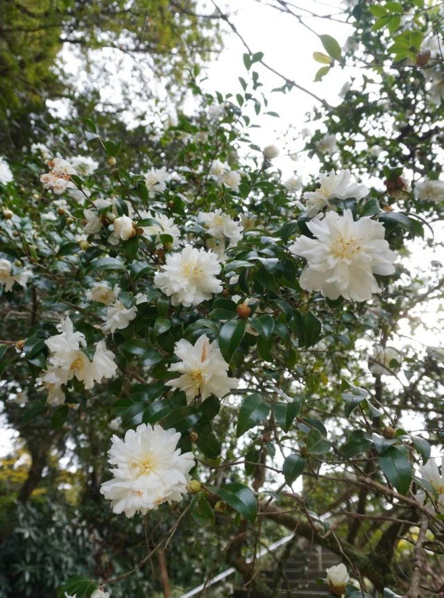 .
はにわ園階段を下りると左手にサザンカがきれいに咲きそろっています。
サザンカは、晩秋から冬にかけて花を咲かせるツバキ科の花木で、ふんわりとした花びらとやさしい香りが特徴です。  散策の際は、ぜひお楽しみください❄️🌿  #宮崎県 #宮崎市 #miyazaki 
#平和台公園 #サザンカ