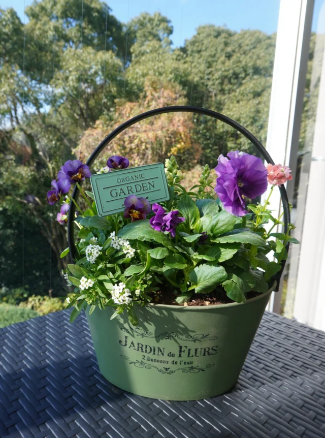 .
12月6日（土）珍しいビオラの寄植教室、無事終了しました🌼  みなさん色合わせが本当に上手で、どの作品もとっても可愛くて素敵でした💜  増田先生の丁寧なレクチャーで終始和やかな雰囲気でしたよ。
ご参加いただいた皆さま、増田先生ありがとうございました☺️  #宮崎県 #宮崎市 #平和台公園 
#プレミアムビオラ #ビオラ #ガーデニング教室