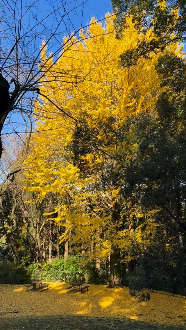 .
2025.12.15（月）
見上げても、足元をみても🍁イチョウの黄色に包まれています。
ふかふかのイチョウの絨毯もできています😌
今だけの景色です。ぜひお立ち寄りください🌿  📍こども広場で見られます  #宮崎県 #宮崎市 
#平和台公園 #イチョウ #銀杏