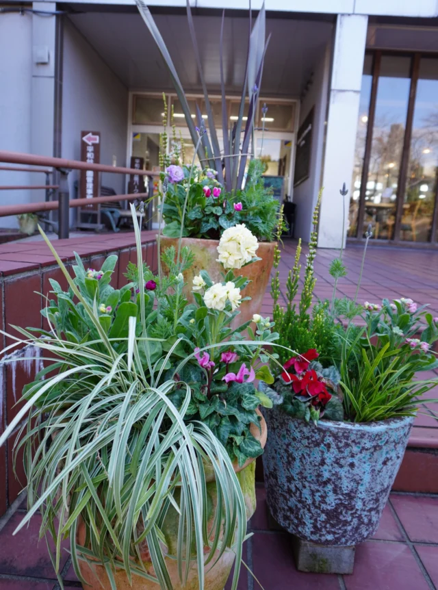 .
いつも平和台公園をご利用いただきありがとうございます。
12月半ばに、レストハウス入口前の階段の鉢を植替えました。  ストック、シクラメン、エリカ、レースラベンダー、リナリア、ジギタリス、ギボウシなど、冬から春にかけて楽しめる花を植えています。
背の高い植物と色とりどりの花を組み合わせ、階段まわりがはなやかな印象になりましたよ～  ご来園の際は、ぜひ足元の鉢植えもご覧ください🌸  #宮崎県 #宮崎市 #平和台公園
#植替え #冬の花