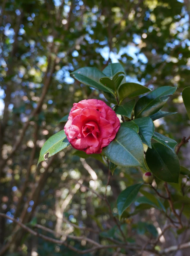 .
📍平和の塔芝生広場付近（はにわ園へ行く側）で、椿が一輪、開花しているのを確認しました。  現在はまだ多くが蕾の状態ですが、枝先にふくらみ始めた蕾も見られ、開花の準備が進んでいますよ～
蕾がしっかりと膨らみ、まもなく美しい花を咲かせることでしょう。  椿は日本の伝統的な花で、茶道や和歌にもよく登場します。
散り際の美しさも「椿落ち」として知られ、季節の移ろいを感じさせてくれます。  散策される際は、ぜひ足を止めて、これから迎える椿の開花をお楽しみください☺️🌿  #宮崎県 #宮崎市 #平和台公園 #椿 #ツバキ