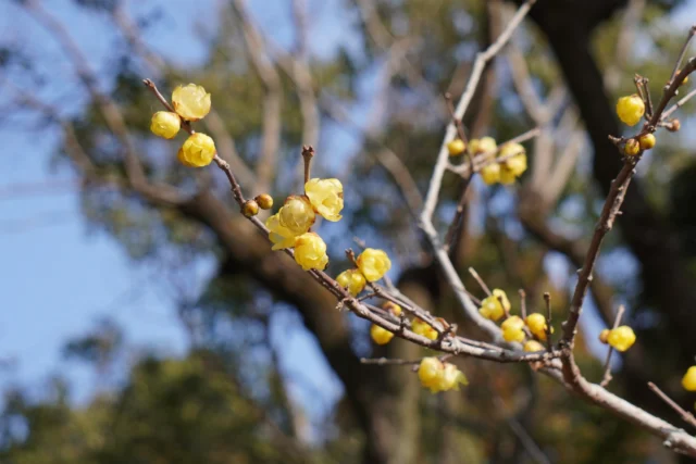 .
現在、園内でロウバイ（蝋梅）が咲いています✨
ロウバイは葉が落ちた冬の時期に、蝋細工のような光沢のある黄色い花を咲かせ、中心部が赤褐色になるのが特徴です。  花には強すぎない、上品で甘い香りがあり、香木としても親しまれています。
近くを通られた際は、ぜひ香りも楽しんでみてください✨  📍平和の塔前芝生付近でみられます  #宮崎県 #宮崎市 #平和台公園 
#蝋梅 #ロウバイ #香木
