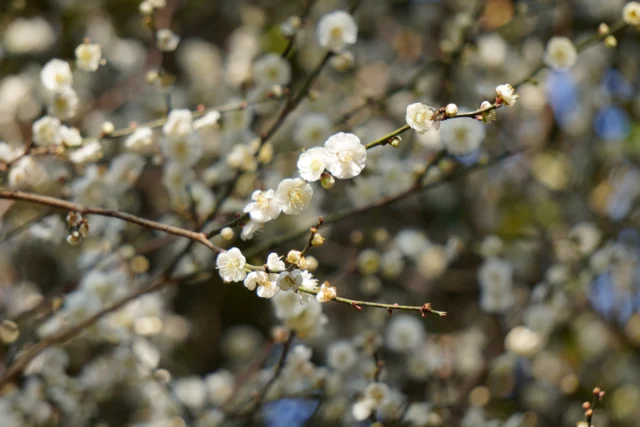 .
第二展望デッキ東側で梅の花が開花しています。  梅は早春を告げる花木として親しまれており、まだ寒さの残る時期に可憐な花を咲かせ、ほのかな香りを楽しませてくれます。  冬から春へと移ろう園内の風景を、散策とあわせてお楽しみください。  #宮崎県 #宮崎市 #平和台公園
#梅 #梅の花