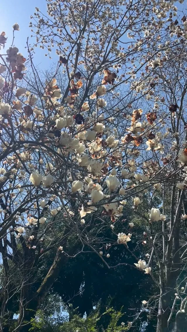 .
2026.3.10現在、ヨウコウザクラは7本中4本が見頃です🌸
残りの3本も、もうすぐ見頃を迎えそうです。  ハクモクレンは見頃を過ぎ、
見納めの時期となっています。
今は紅白のお花を一緒に楽しめますよ🤍🌸  📍平和の塔横、はにわ館入り口で楽しめます
ヤマザクラは平和の塔横や、新池周辺で場所によっては満開です🌸  #宮崎県 #宮崎市 #平和台公園 
#ヨウコウザクラ #ハクモクレン